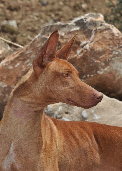 podenco paternino|Warren hound